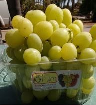 תומפסון - ענב ירוק