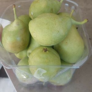 אגס קוסטיקה גדול