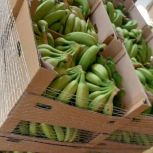 בננות טריות ומתוקות