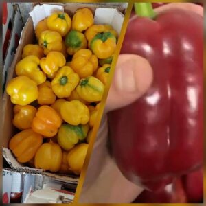 פלפל מיקס אדום וצהוב