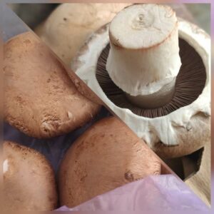 פטריות פורטובלו גדולות