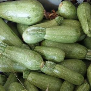 קישוא בלאדי