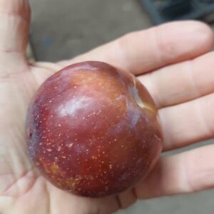 שזיף בלקדיימונד